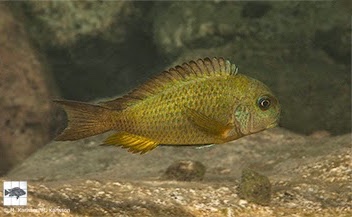 Tropheus sp. 'crescentic' Kangwena
